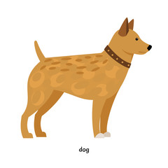 Domestic dog farm animal