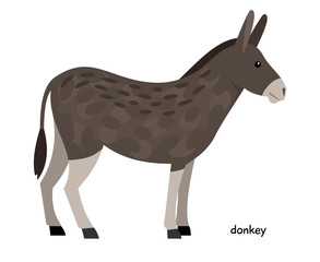 Donkey farm animal