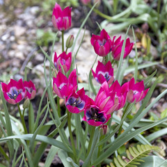 Beautiful wild pink tulips. Spring flowers.