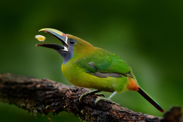 Blue-throated Toucanet, Aulacorhynchus prasinus, detail portrait of green toucan bird, nature habitat, Costa Rica. Beautiful bird with big bill. Toucan with fruits in bill. Wildlife scene, nature.