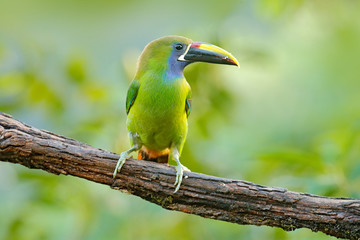 Small toucan. Blue-throated Toucanet, Aulacorhynchus prasinus, green toucan bird in the nature habitat, exotic animal in tropical forest, Mexico. Wildlife scene from nature. Exotic bird, tropic forest