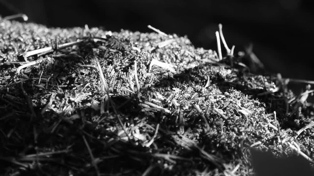 Mier Formicidae Ant Kiến 蚂蚁 Karınca Formica Myror Муравьи Formiche Mr&oacute;wkowate Mravencovit&iacute; Formicaio Mravi Video Mieren Mravenci Ameisen Fourmi &Mu;&upsilon;&rho;&mu;ή&gamma;&kappa;&iota; Մրջյուններ 