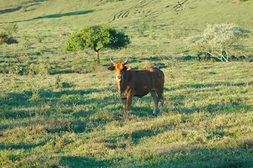caramel bull and the orange tree