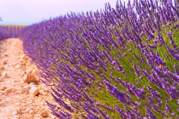 Obraz premium Lavender fields in Valensole, France