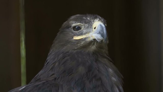 The head of the eagle is a close-up on a black background. Portrait of a large eagle. Predator hunting. Golden Eagle.