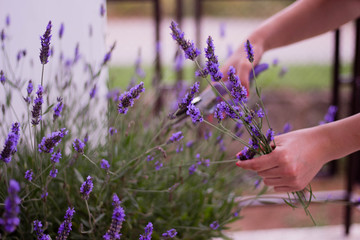 Fototapeta premium Cutting lavender 
