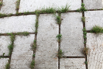 mauvaise herbes entretient de jardin