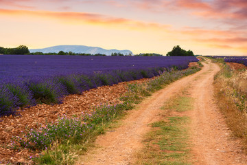 Lavendelvelden in Valensole, Frankrijk