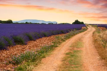 Zelfklevend Fotobehang Lavendel Lavendelvelden in Valensole, Frankrijk