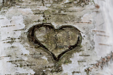 Heart carved on the bark of a tree, close-up