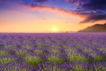 Fototapeta na wymiar Lavender fields in Valensole, France