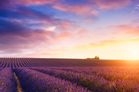 Lavender fields in Valensole, France