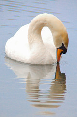 Swan looking at his reflection