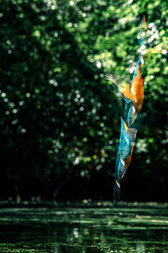 Sequence Of Common Kingfisher Diving Into River.