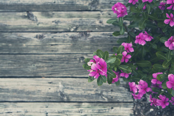 Flowering Plant with Wood Planks and Copy Space