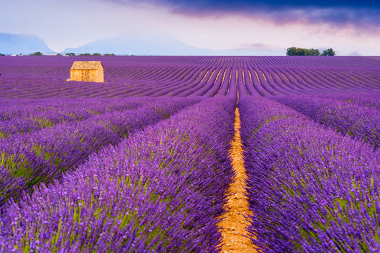 Lavender fields in Valensole, France