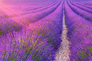 Plakat Lavender fields in Valensole, France