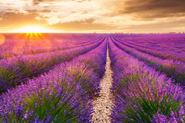 Fotobehang Lavendel Lavendelvelden in Valensole, Frankrijk