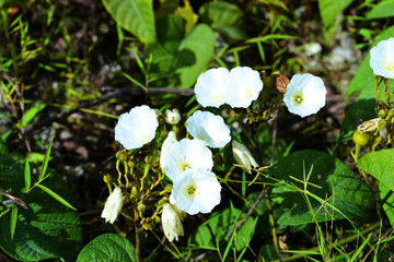 white flower 