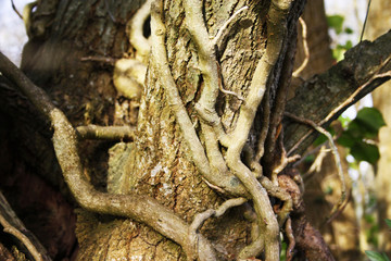 arbre branche