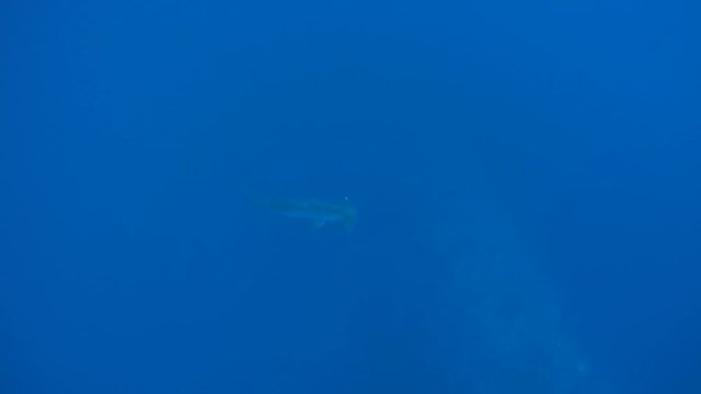 Silhouette of hammerhead shark in blue water - Abu Dabab, Marsa Alam, Red Sea, Egypt, Africa
