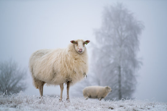 A curious sheep in a frozen wintry scene
