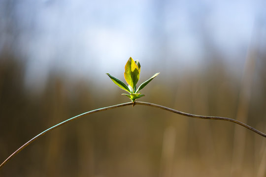 A sprouting bud on a twig, resembling a rope-dancer