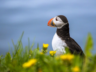 Cute Icelandic Puffin surrounded by flowers