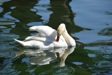 Cygne d'annecy