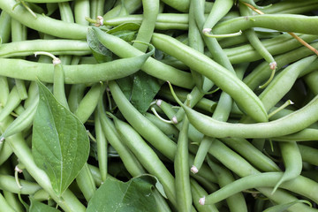 Fagiolini biologici appena raccolti