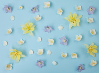 Color flat lay with delphinium, aquilegia and jasmine