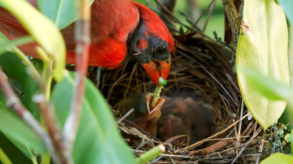 Male cardinal feeding baby in the nest