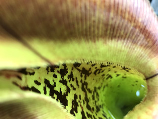 pitcher plant