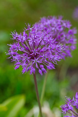 alium flowers growing