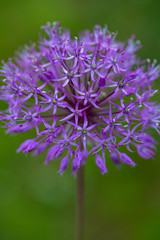 alium flowers growing