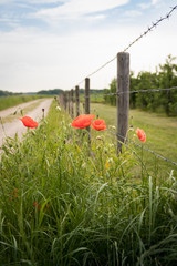 Corn poppies along the side of a footpath between the fields.
Fence wire bar and the path give the picture depth.
Air is drawn by clouds and blue pieces.