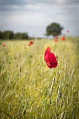 Corn poppy in a wheat field.
Flower is beautiful against the yellowish corn.
Blurred trees in the background.
Photo taken on warm spring day in South Limburg (Netherlands).