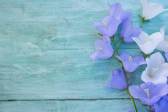 Fototapeta blue bell flowers on turquoise wooden surface