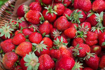 basket with strawberries in garden
