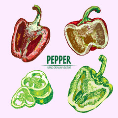 Digital vector detailed line art color pepper vegetable hand drawn retro illustration collection set. Thin artistic pencil outline. Vintage ink flat style, engraved simple doodle sketches. Isolated