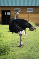 Ostrich in the paddock on the farm.