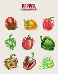 Digital vector detailed line art color pepper vegetable hand drawn retro illustration collection set. Thin artistic pencil outline. Vintage ink flat style, engraved simple doodle sketches. Isolated
