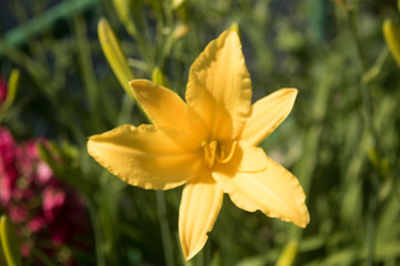 yellow daffodil