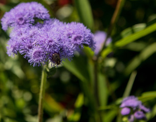 purple flower