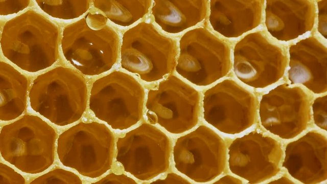 Honeycomb.Transparent Drop of Honey dripping off the Honeycomb.Close Up