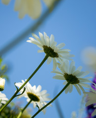 daisies against summer sky