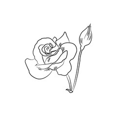 Obraz premium Black and white sketch of rose flower black and white, vector illustration