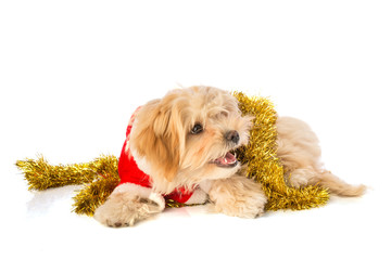 Lovely puppy at chrismas