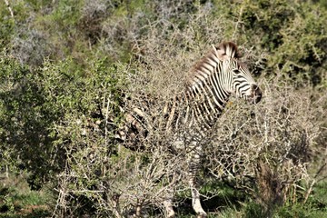 Fototapeta na wymiar gut getarnt das junge Zebra