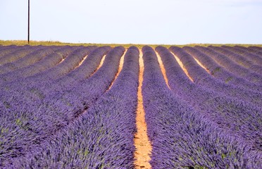 campo di lavanda in Provenza in Francia